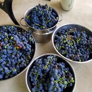 Meet your Posher, arabicalane